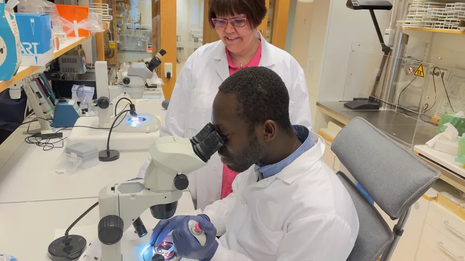 Photo of researchers at Lund University Diabetes Centre in the lab.