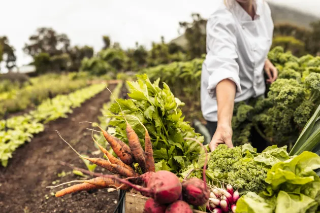 Photograph of someone harvesting vegetables.