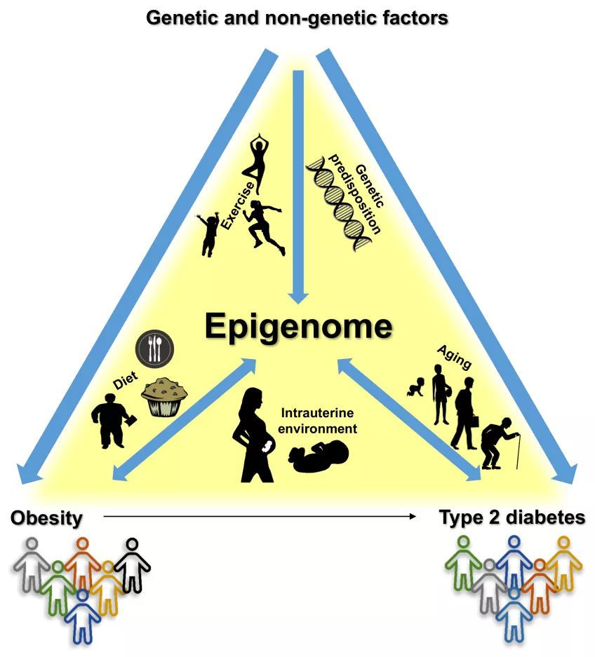 The epigenome is affected by a multitude of different factors such as genetic variations in the genome, age, exercise and diet. Illustration: Tina Rönn