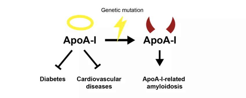The good and the dark side of ApoA-I. ApoA-I has mainly beneficial functions as it protects from cardiovascular diseases and, as recently shown, from diabetes. In rare cases, a genetic mutation leads to formation of mutated ApoA- I, which aggregates in th
