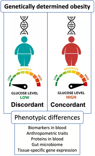 Genetically determined obesity. Picture of two men, one green with discordant diabesity profile with low blood glucose levels and one red man with concordant diabesity profile with high glucose levels. Bullet point list with phenotypical differences: biomarkers in the blood, anthropometric traits, proteins in the blood, gut microbiome, tissue-specific gene expression. Illustration. 